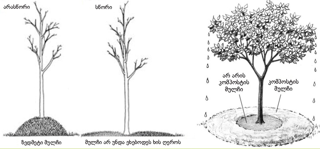 Instructions for using compost as a landscape mulch for trees and shrubs 